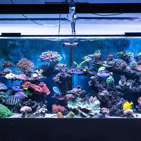 heimos riff|Heimo’s Riff in Friesach – Ihre Adresse für Aquarien  .